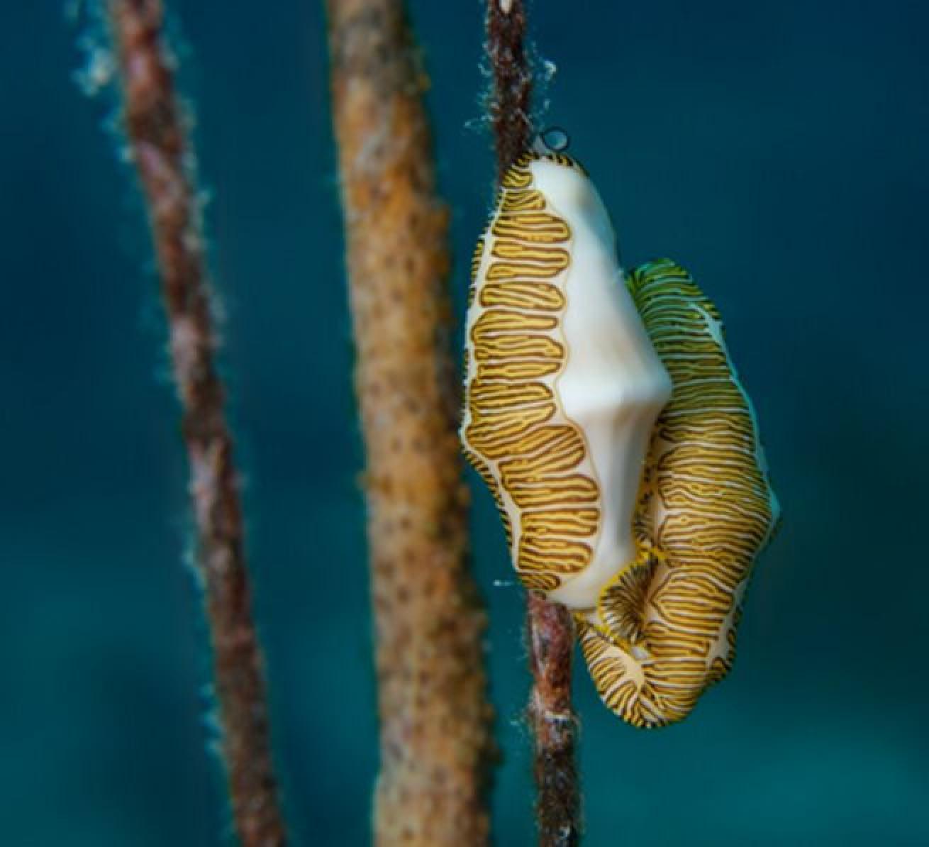 Cobalt Ridge (Cobalt Coast house reef)