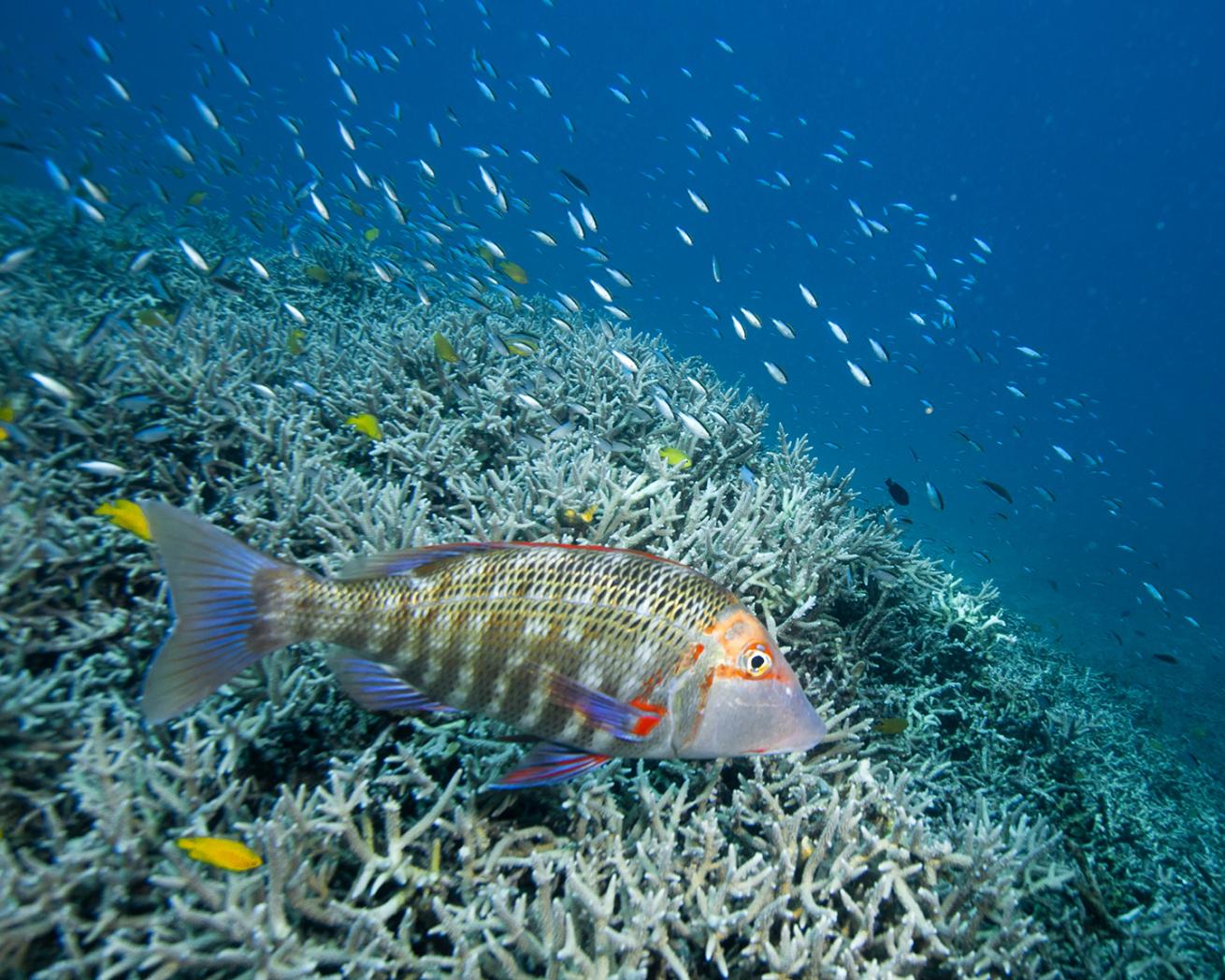 Heron Island, Australia scuba diving