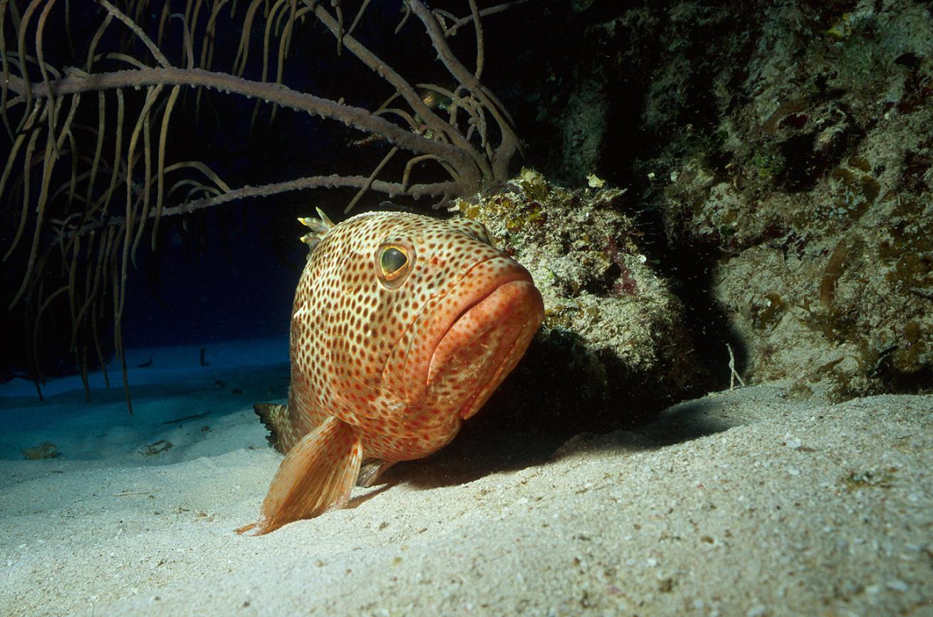Little Cayman, Cayman Islands