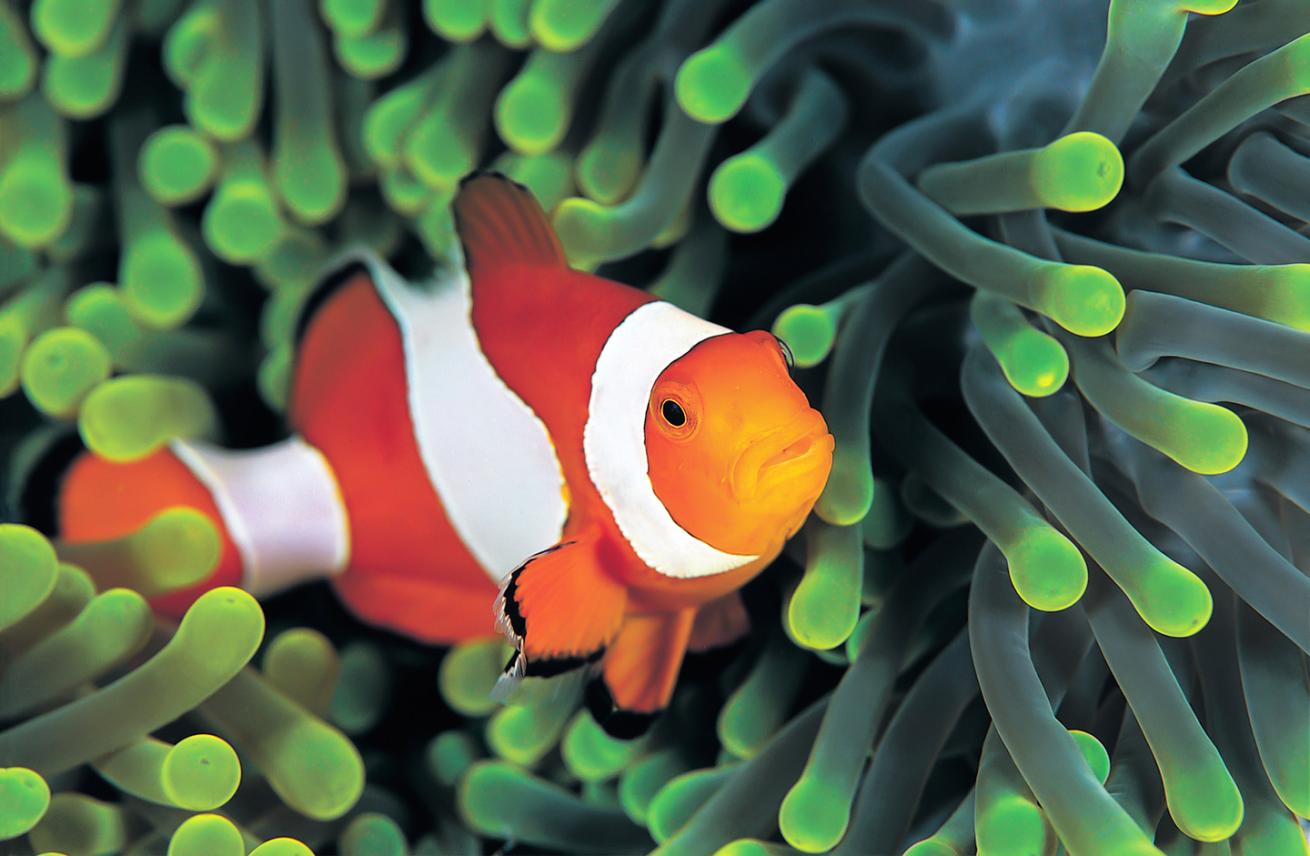 Wakatobi, Indonesia