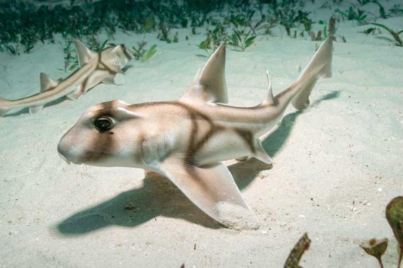 scuba diving western australia