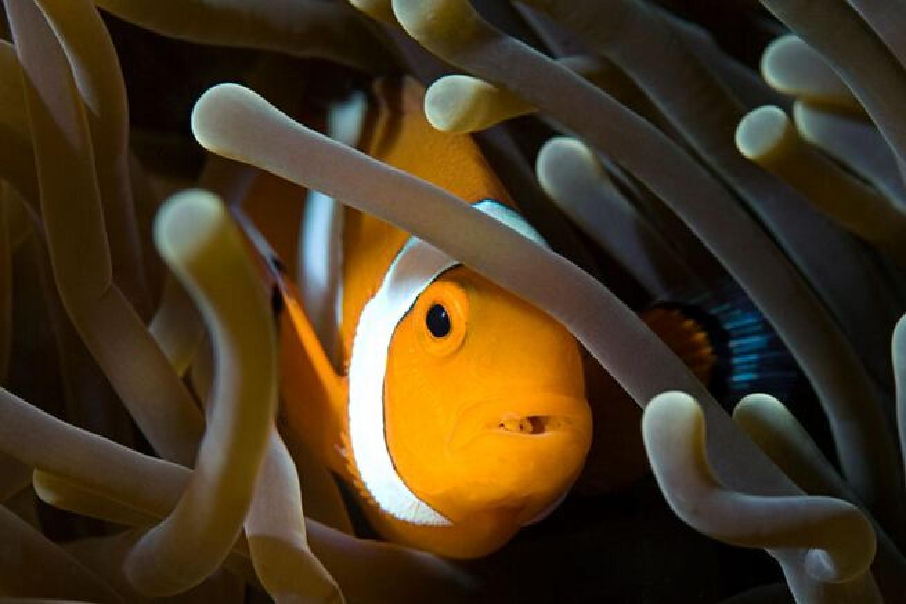 Feeding Time

A large portion of their diet consists of algae but they also consume meat. Anemonefish help keep the anemone clean by eating any left over fish in the tentacles.