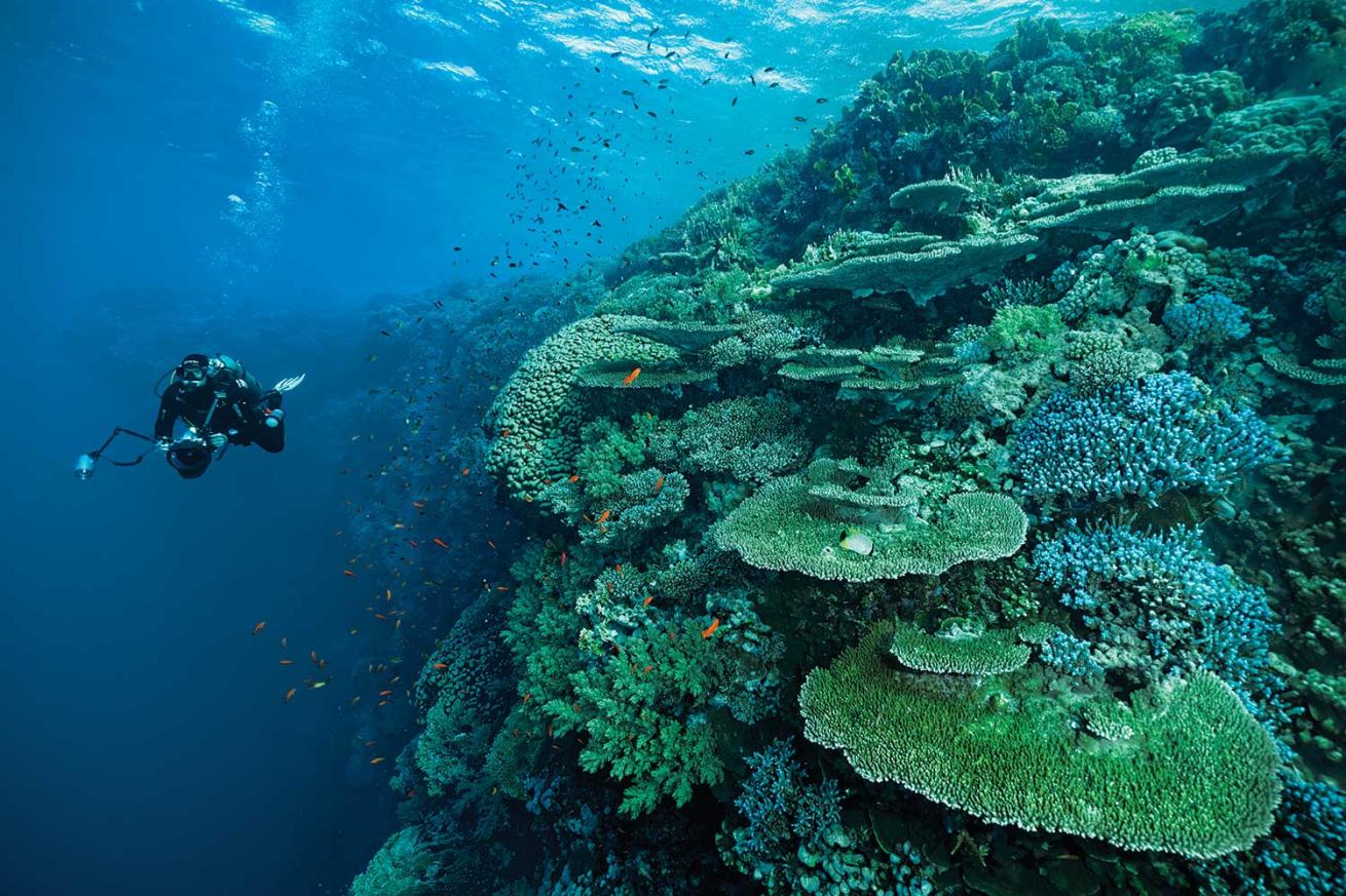 Southern Red Sea, Egypt