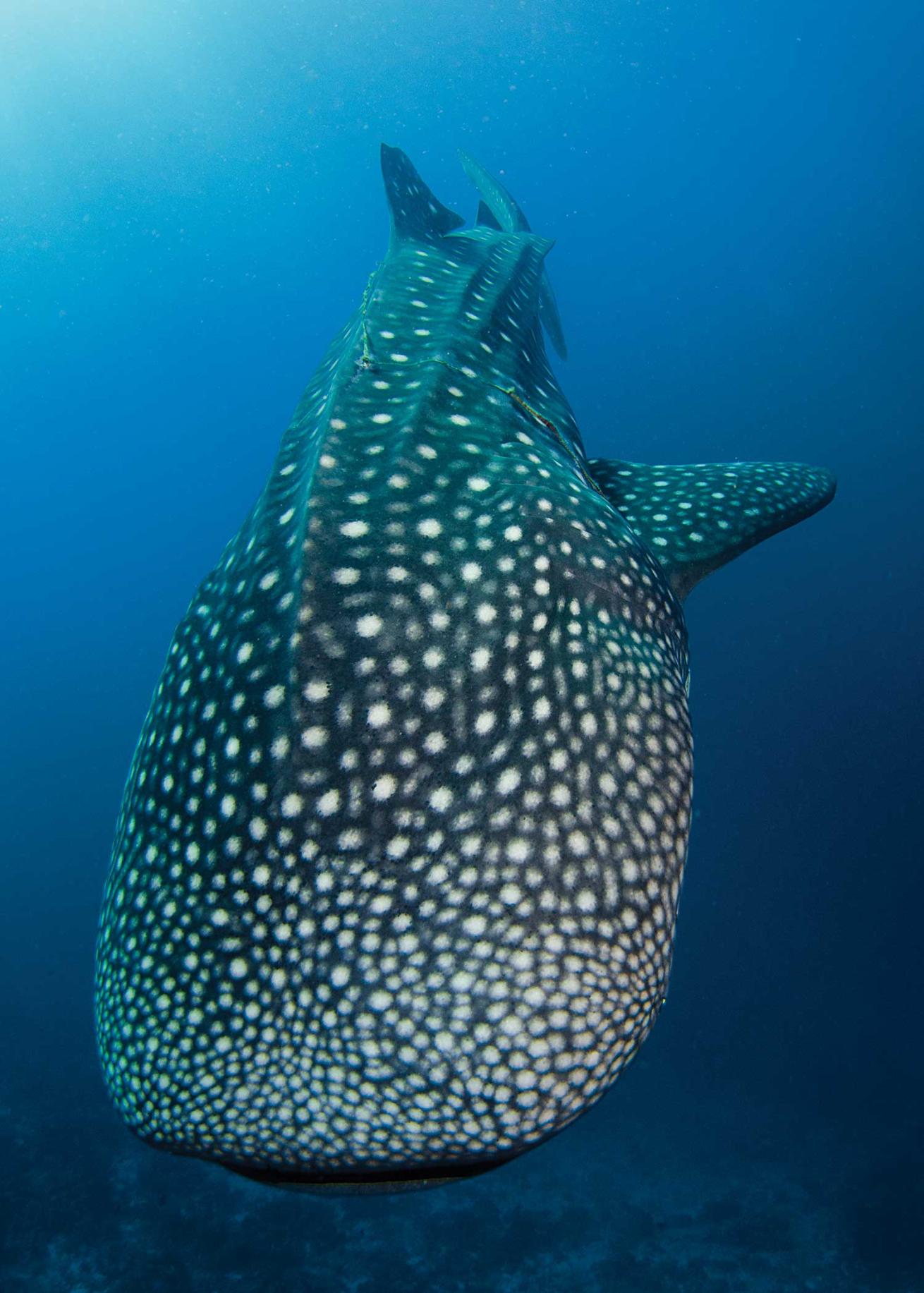 Indian Ocean, Maldives