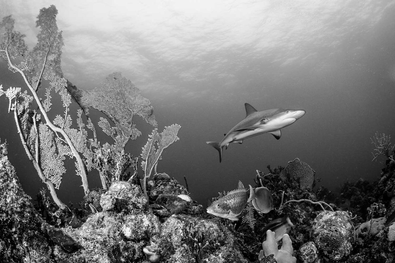 Western Atlantic Ocean, Exuma Cays, Bahamas