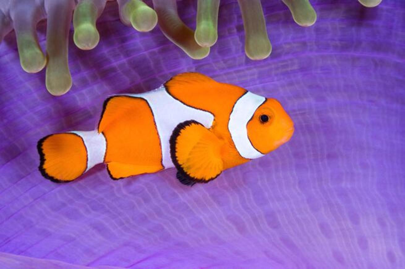 False fish

The species of anemonefish that Nemo was modeled after is the percula or “false” clownfish. This type is easily recognized with an all orange body outlined in black, with three white stripes.