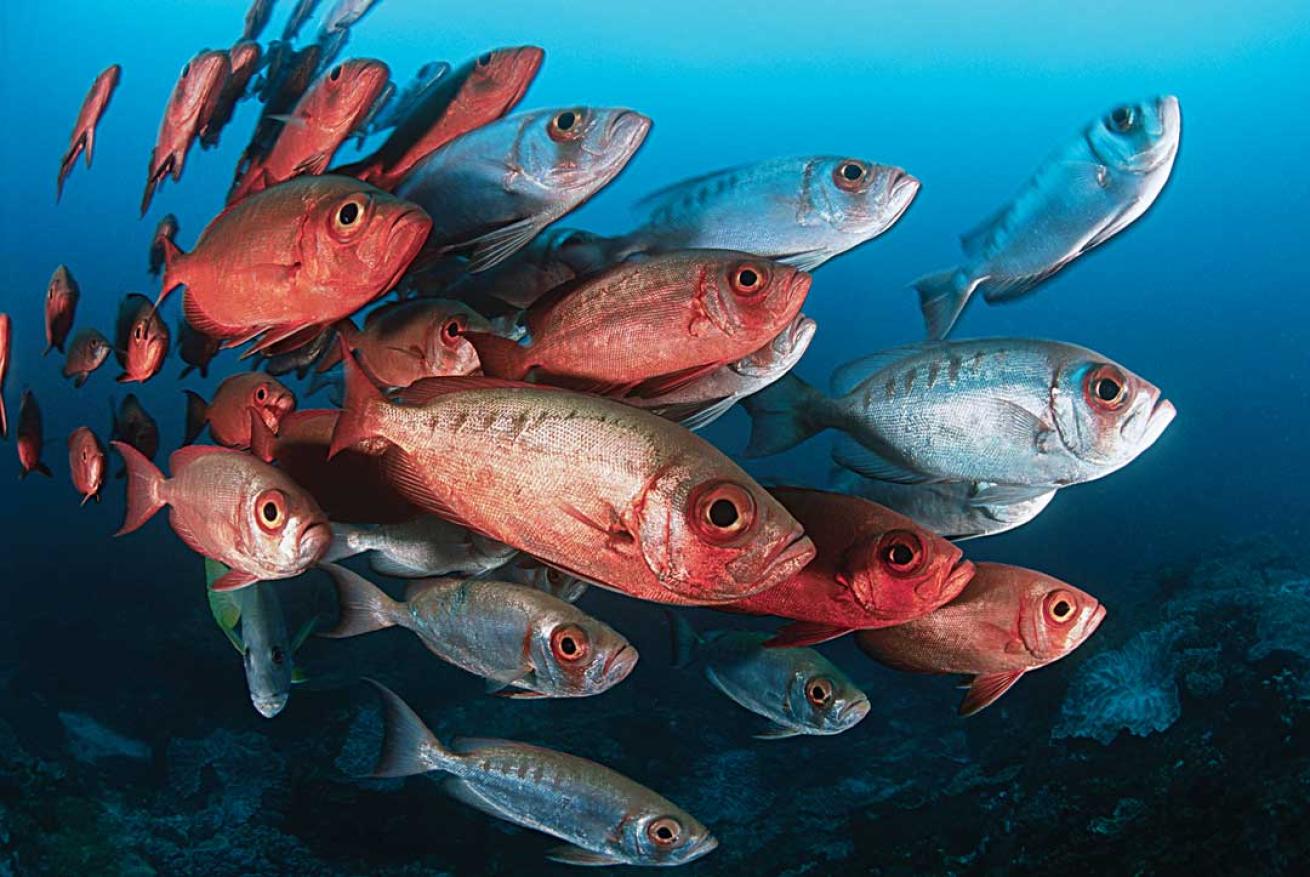 scuba diving mozambique africa