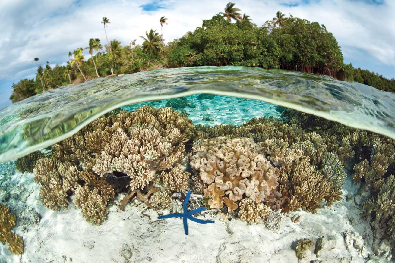 scuba diving solomon islands