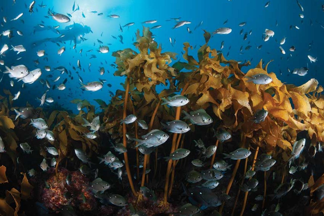 scuba diving poor knights islands