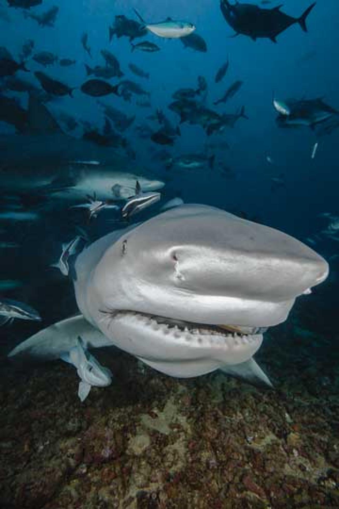 scuba diving fiji bull shark