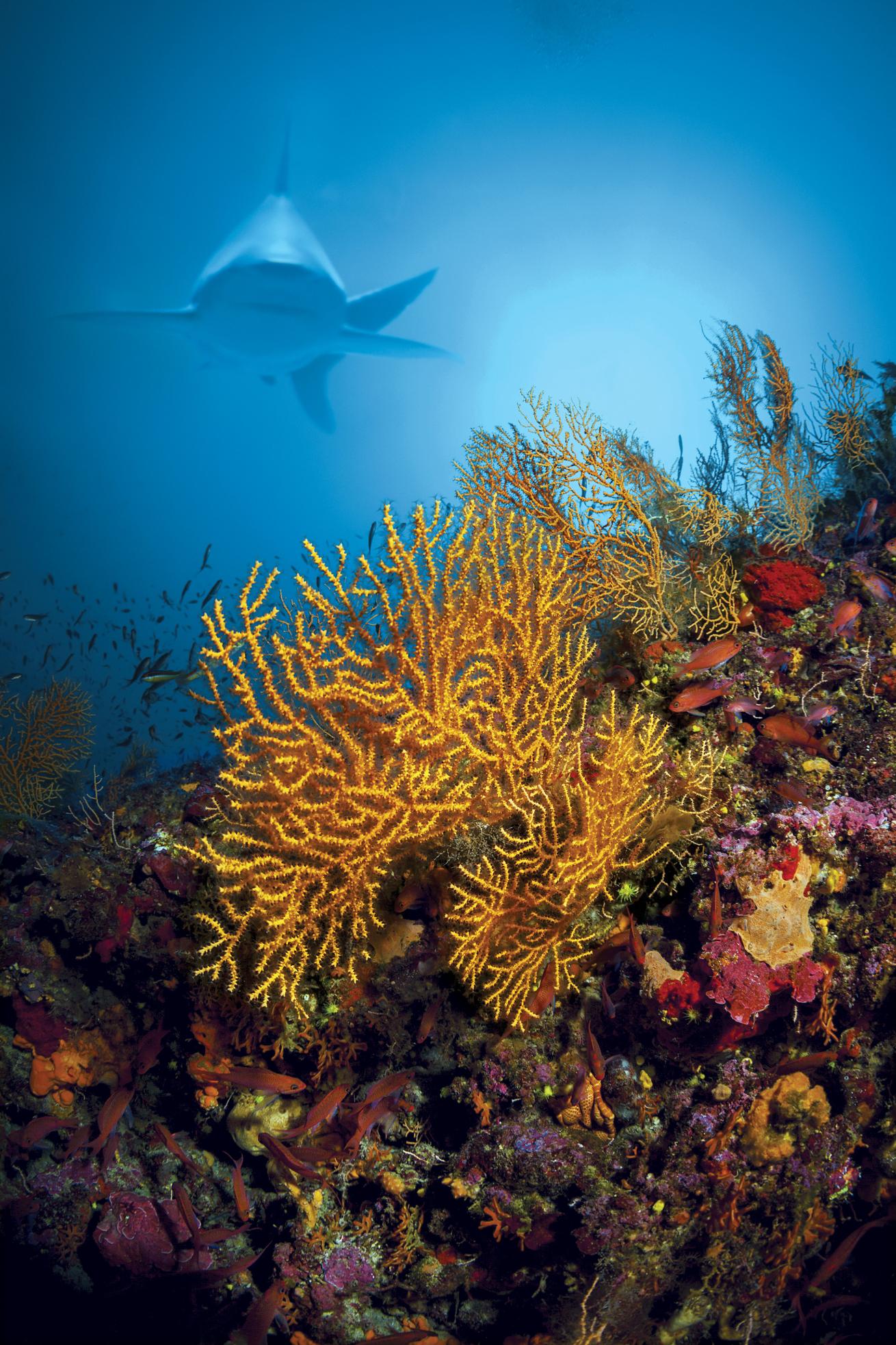 scuba diving in Greece