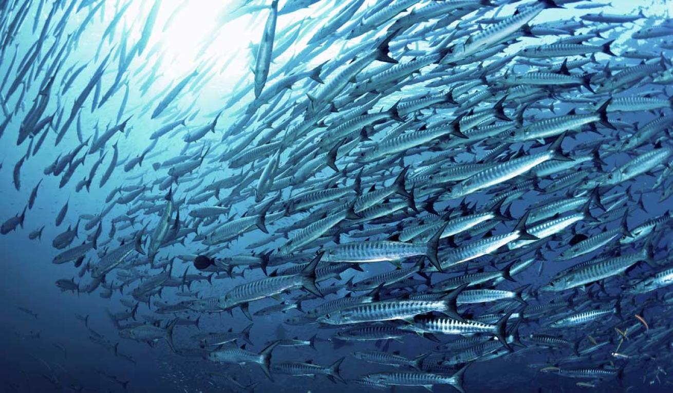 scuba diving Kosrae