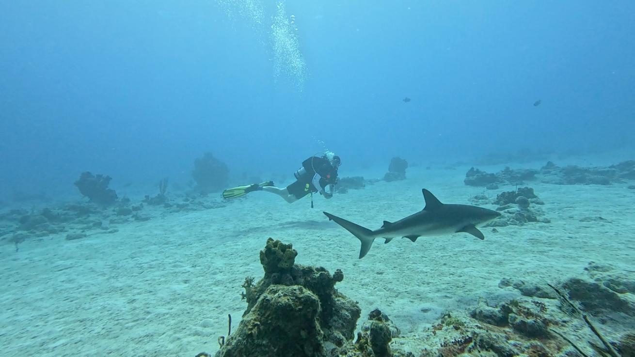 A scuba diver swimming with a shark