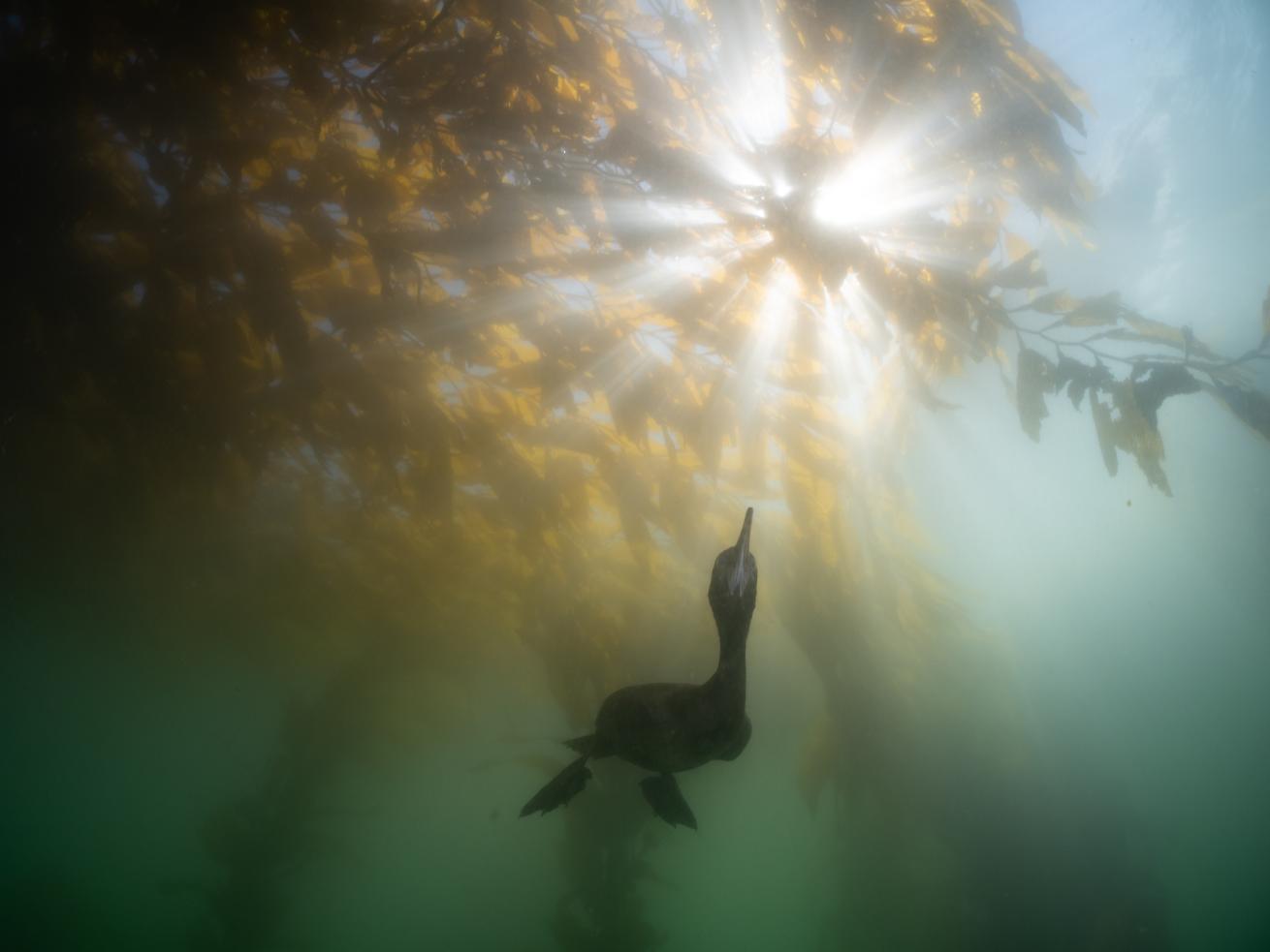 Captured mid-dive, a cormorant searches the water column for its next meal.