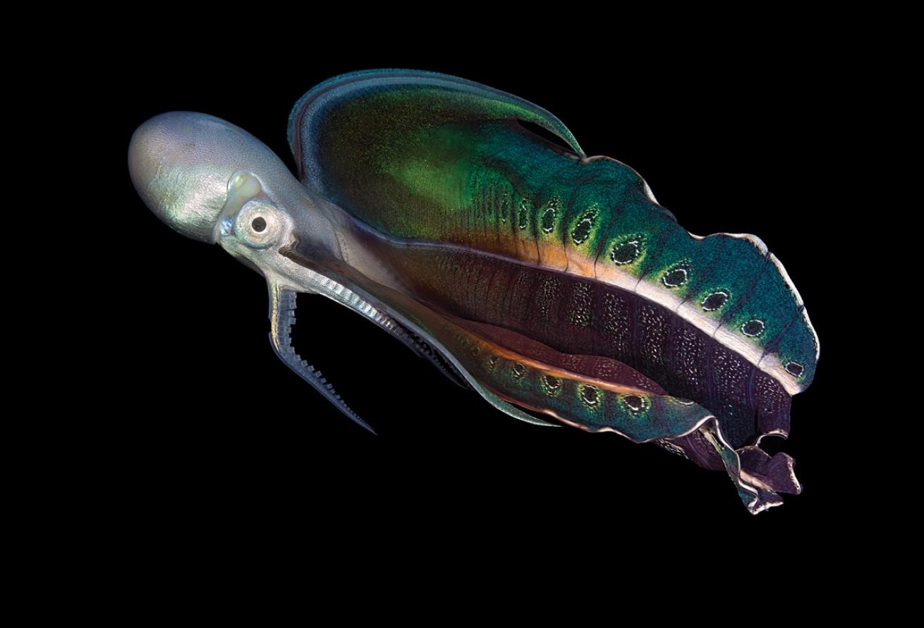 Blanket octopus