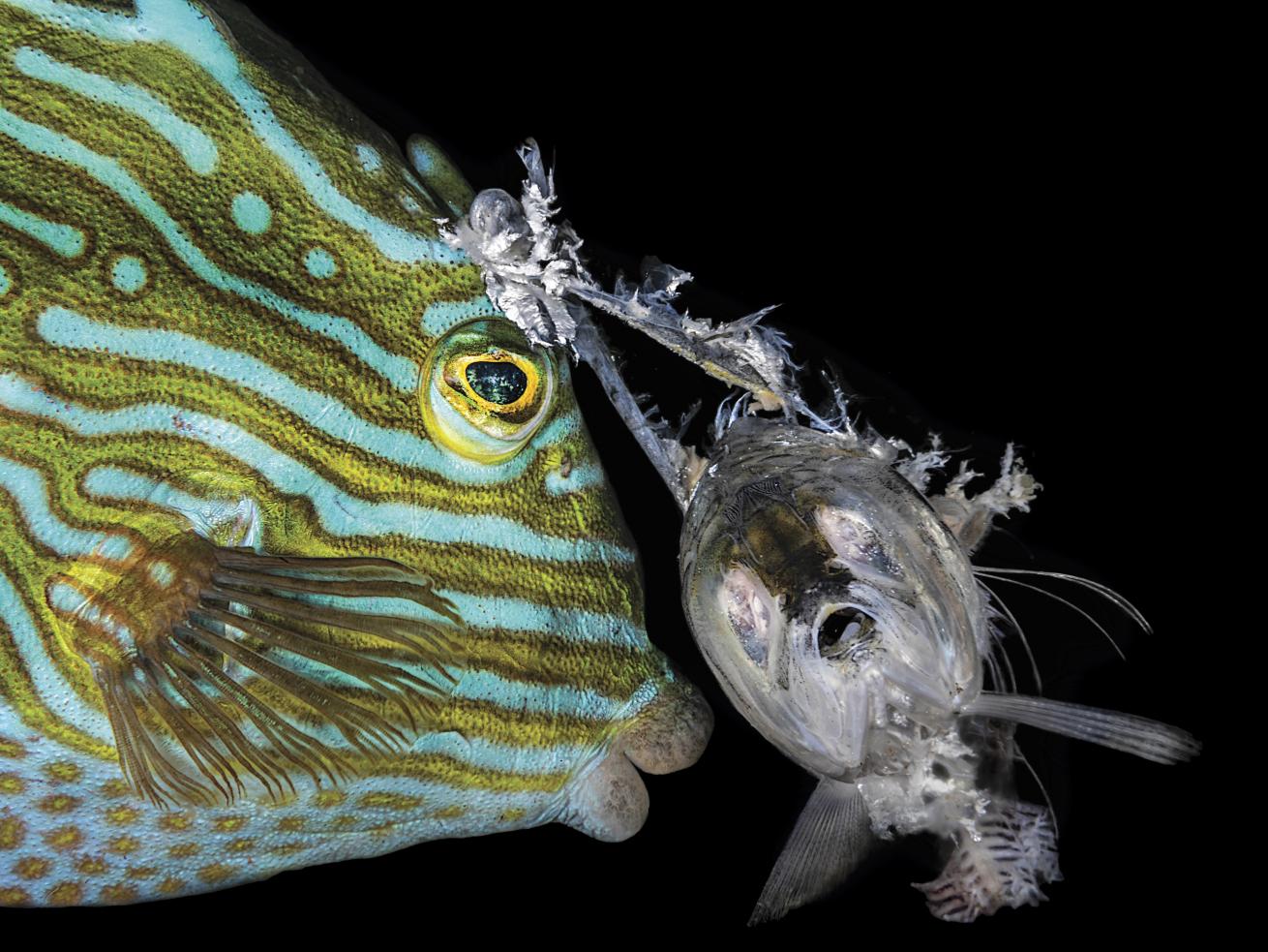 a cowfish is entangled in a hook with dead bait attached