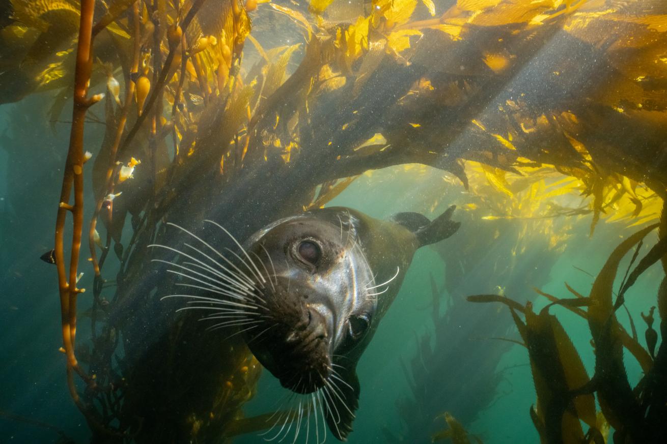 A playful harbor seal comes in for a closer look in the shallows of the kelp canopy.