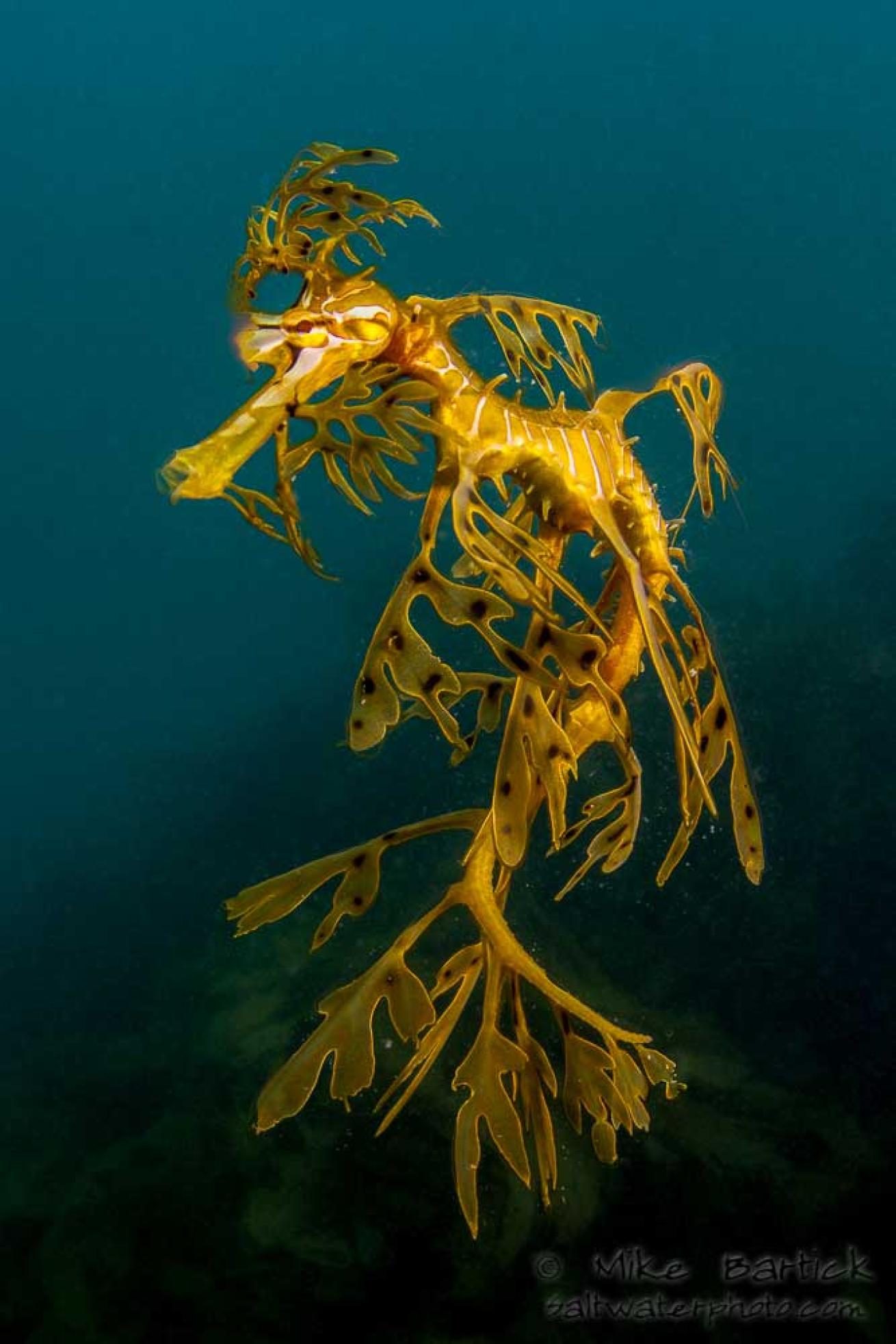 leafy sea dragon