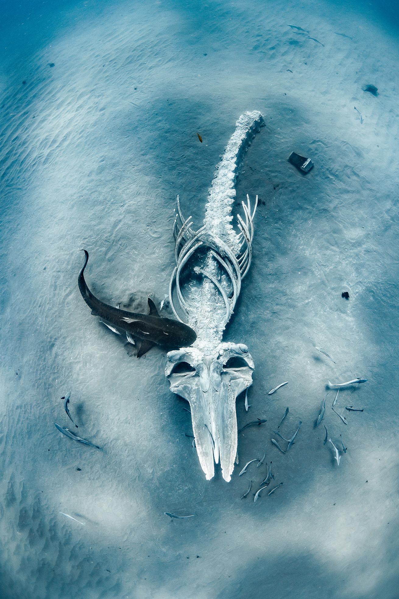 A tiger shark feeds on a whale carcass on the sea floor.