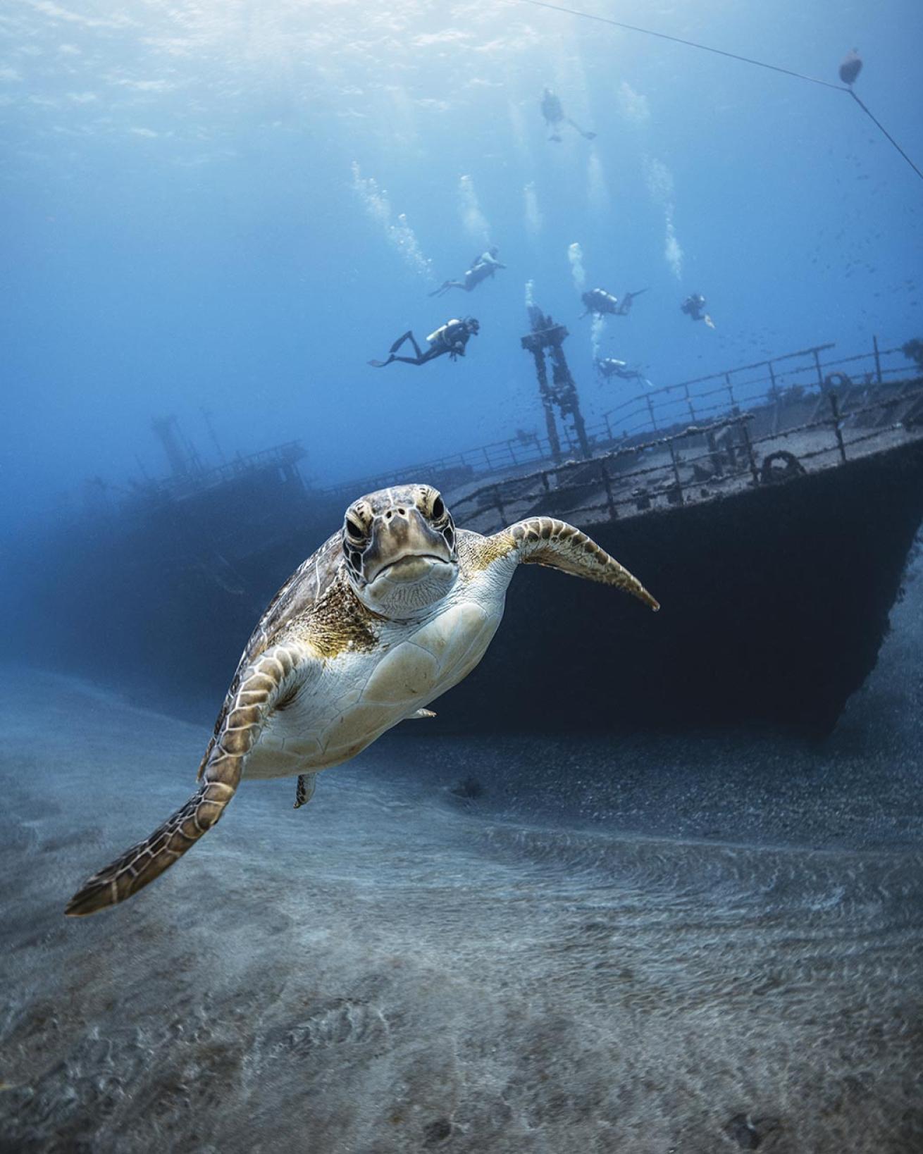 A sea turtle poses in front of the *Chien Tong*.