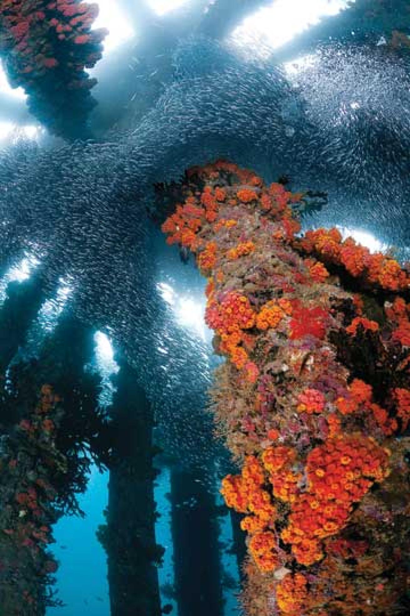 scuba diving papua new guinea samarai wharf