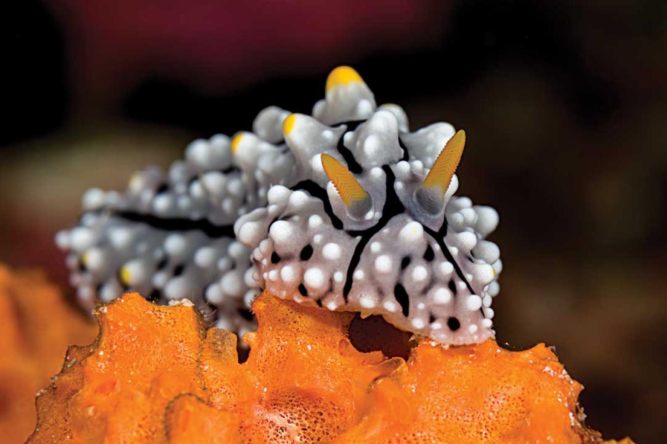 scuba diving Malaysia