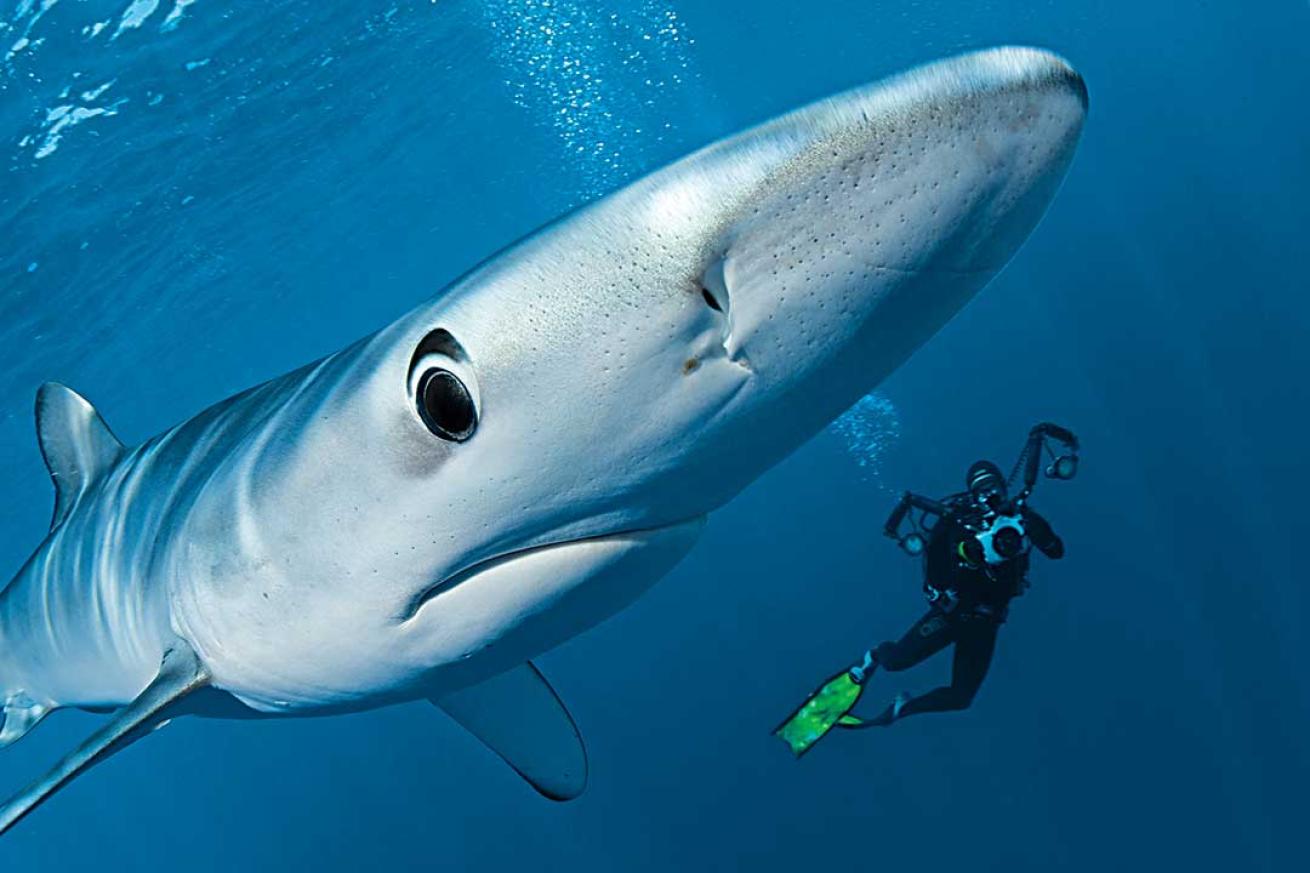 scuba diving azores blue shark