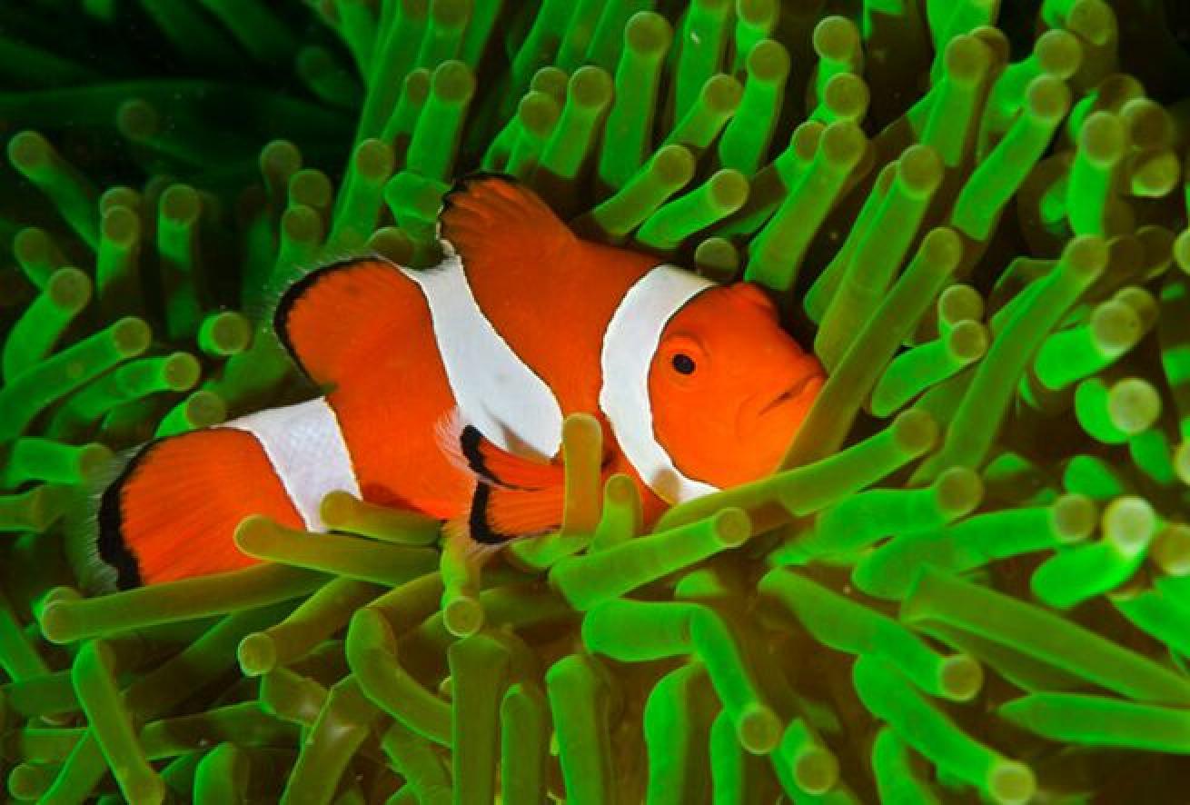 Sizing up Nemo

These petite reef dwellers grow to 4.3 inches in length with a relative size of a teacup.
