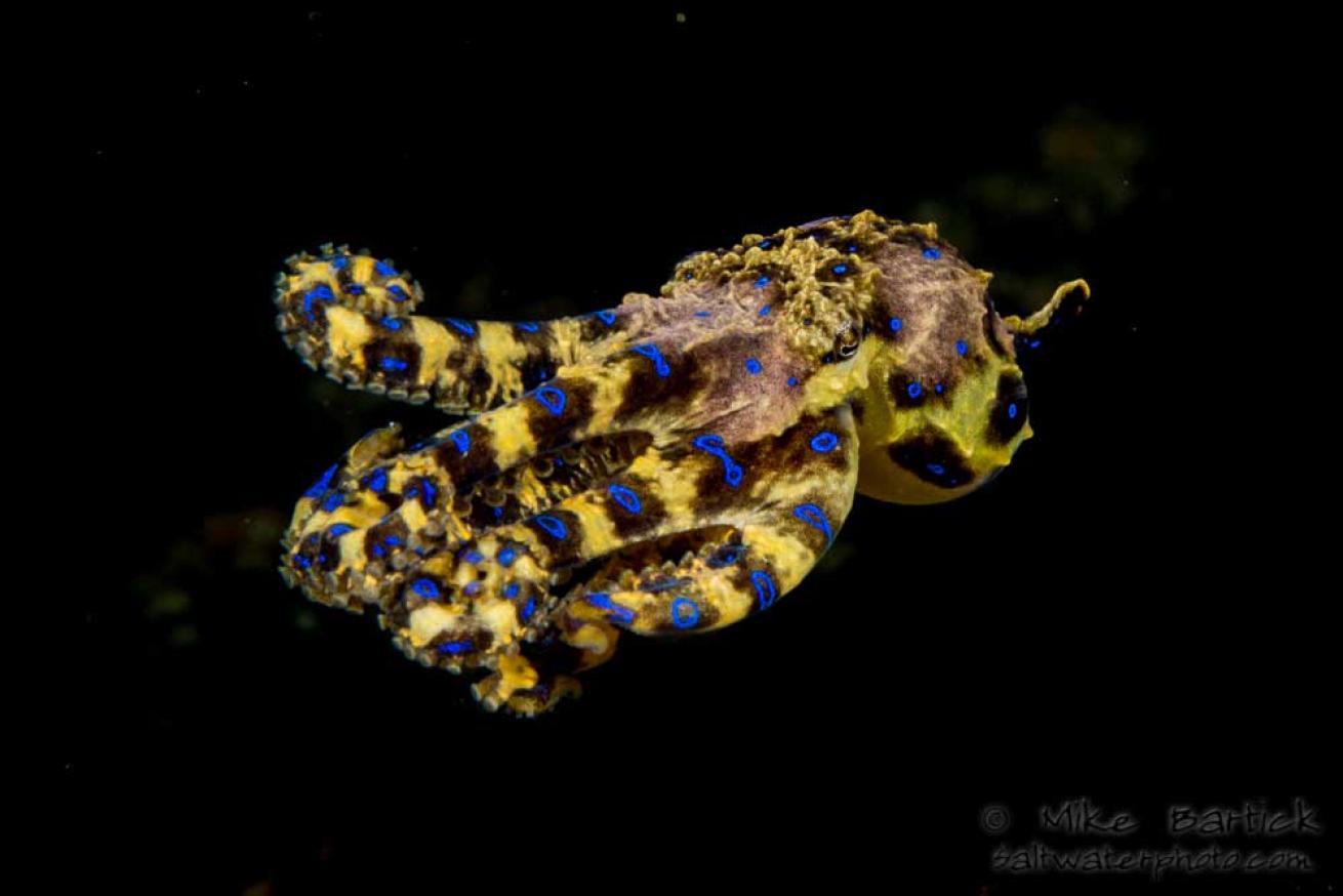 blue-ringed octopus