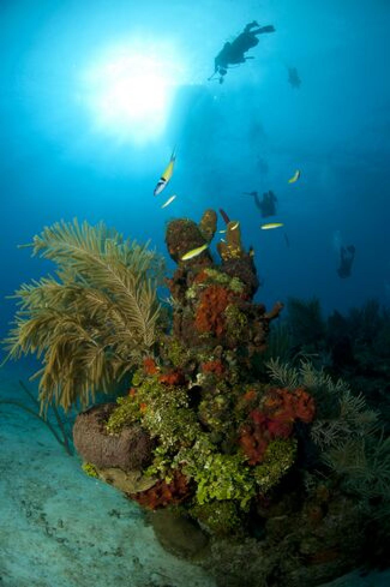 scuba diving training