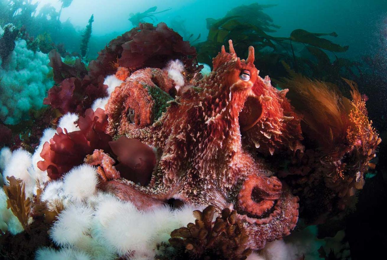 scuba diving British Columbia