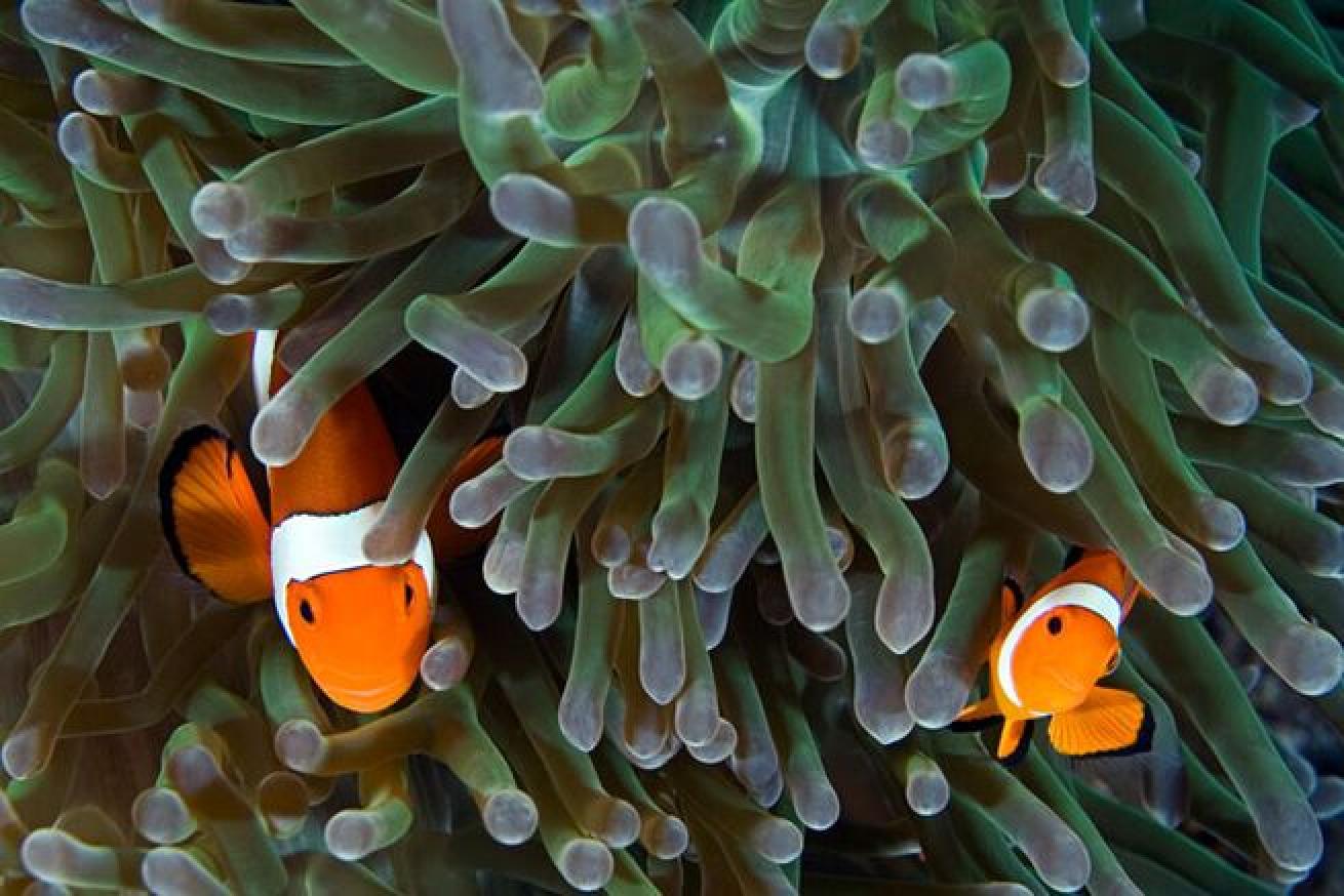 Very Funny

The name clownfish comes from the cheerful colors this species has as well as the little dance it does.