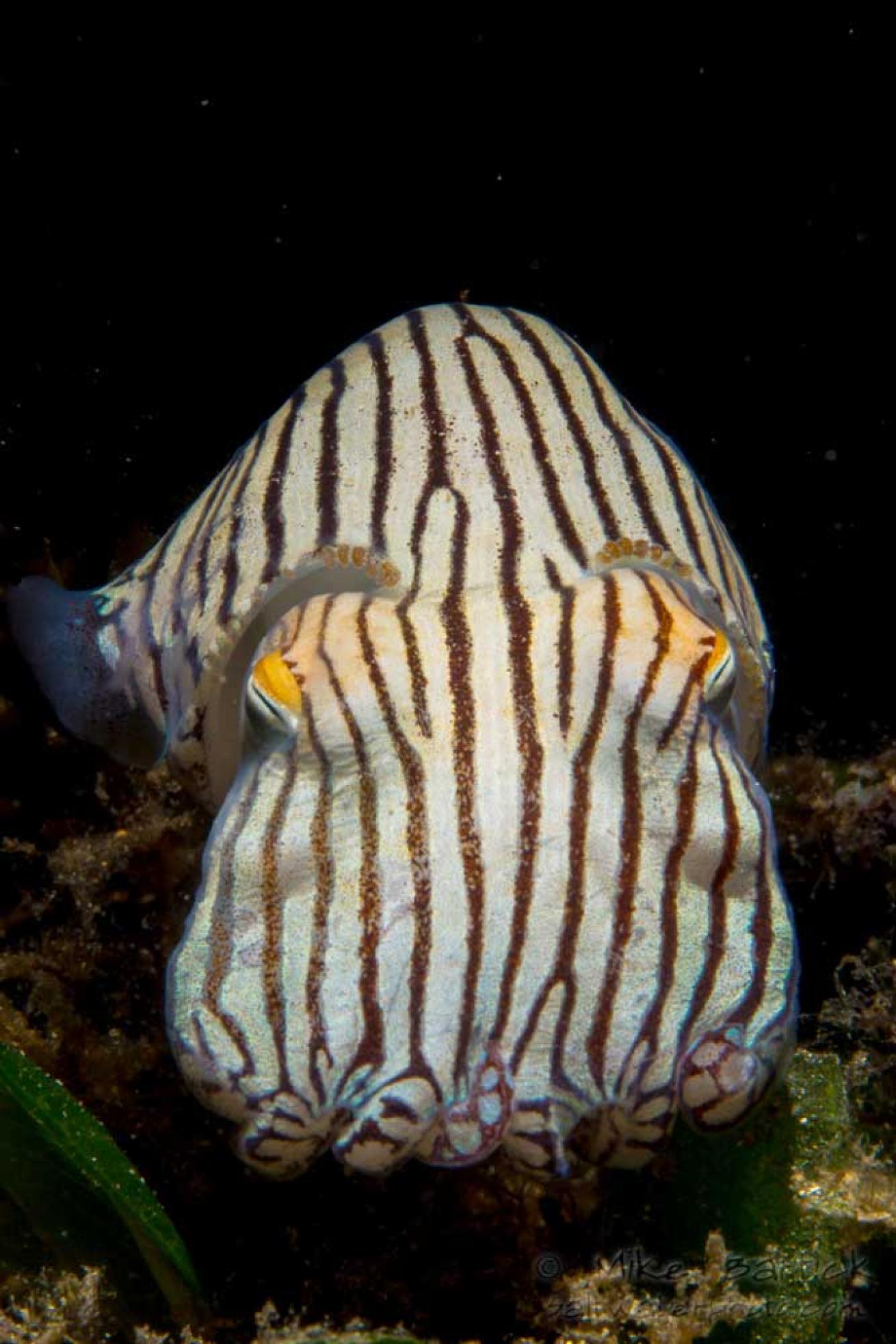 pajama squid