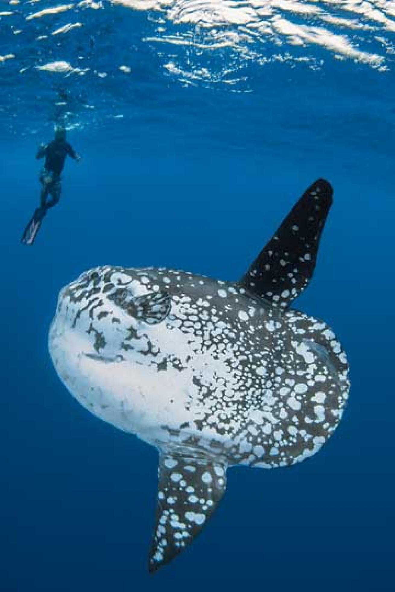 scuba diving Yap