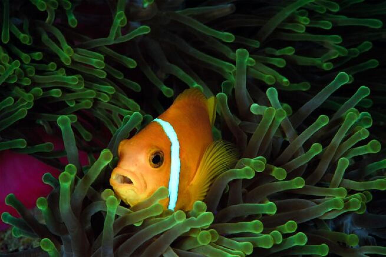 No Joke

Despite the friendly name, clownfish are quite aggressive. These fish have been known to fiercely defend their territory.