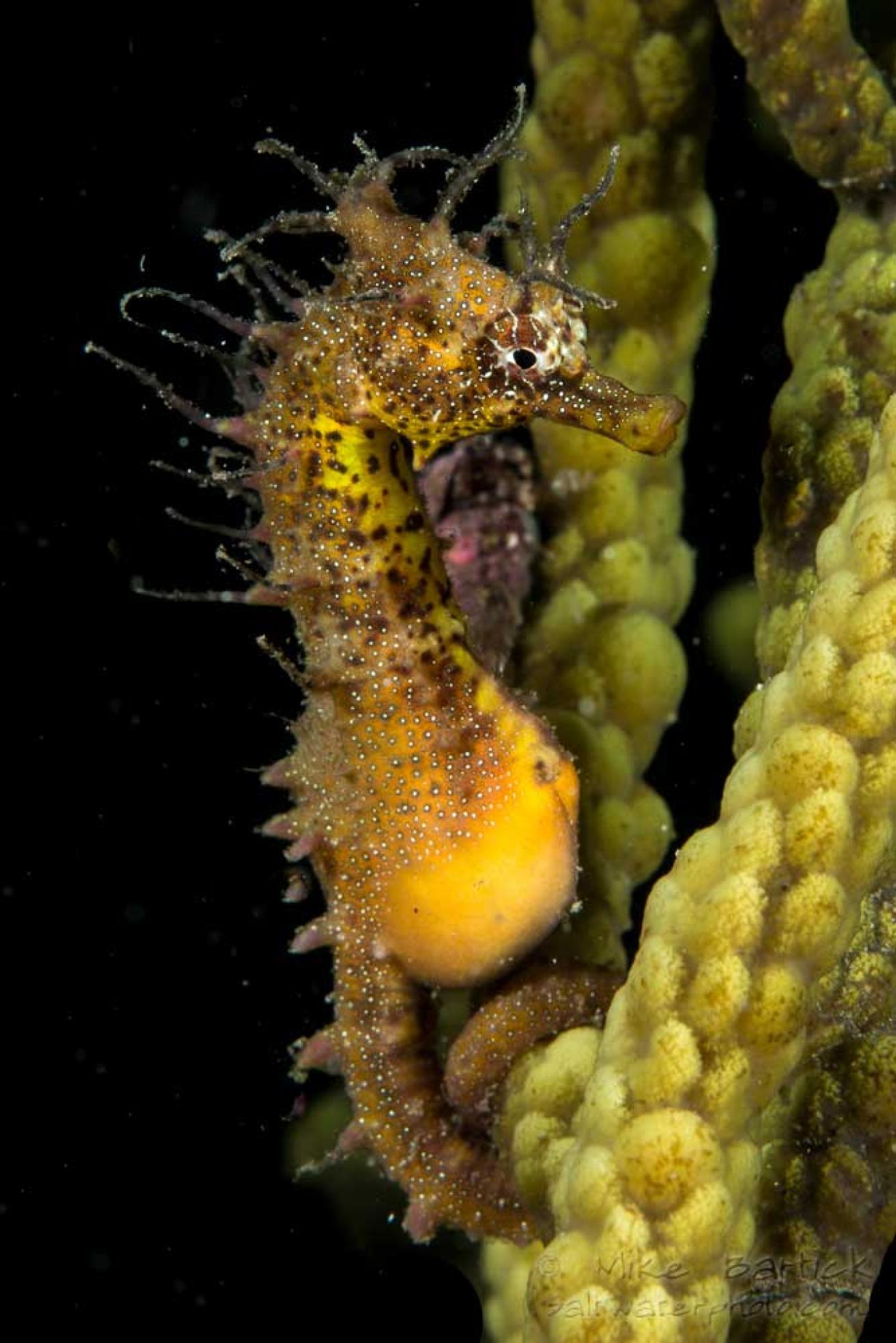 pot-bellied seahorse