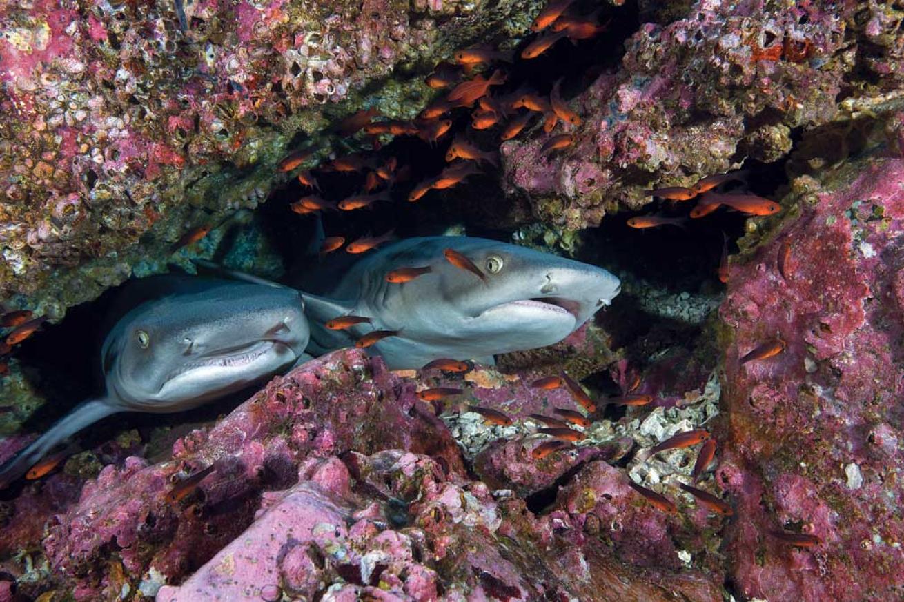 scuba diving cocos island