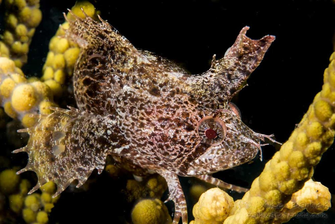 southern crested weedfish