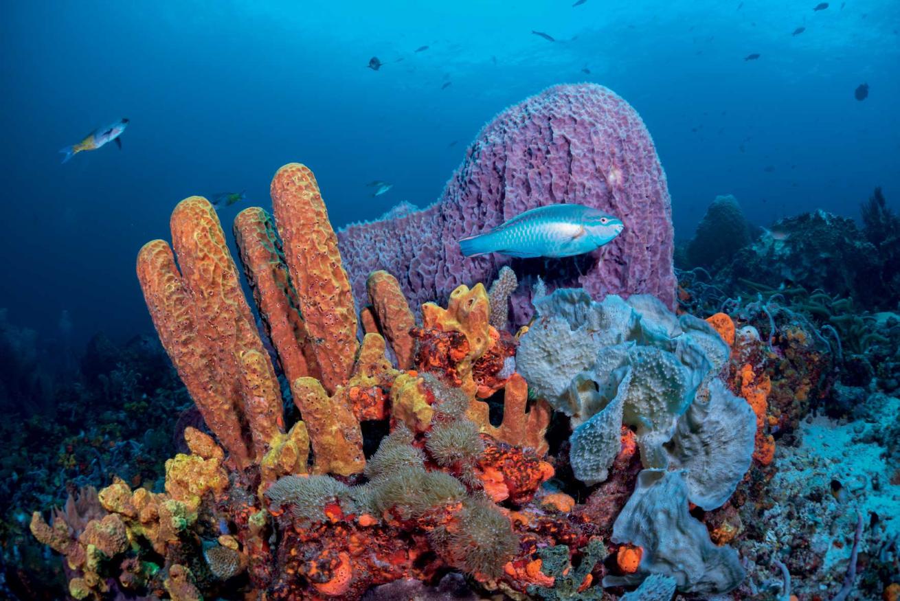 scuba diving Tobago