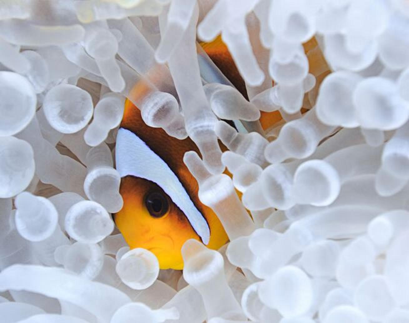 A-nem-o-ne

This symbiotic relationship with anemones gives them the name of anemonefish. Once they settle in anemonefish usually spend their entire lives in the same anemone.