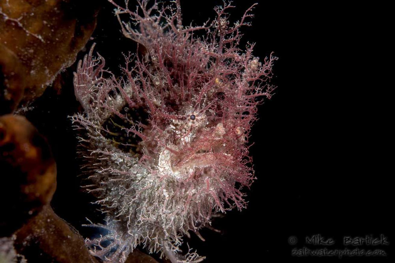 Tasseled Anglerfish