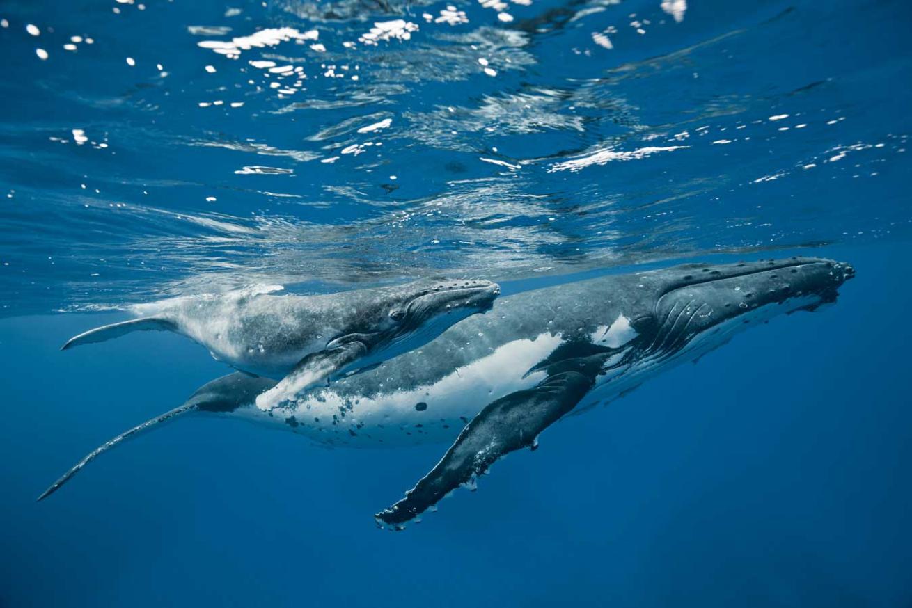 scuba diving humpback tonga