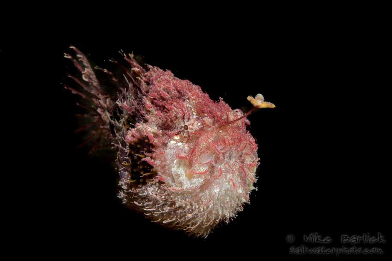 tassled anglerfish
