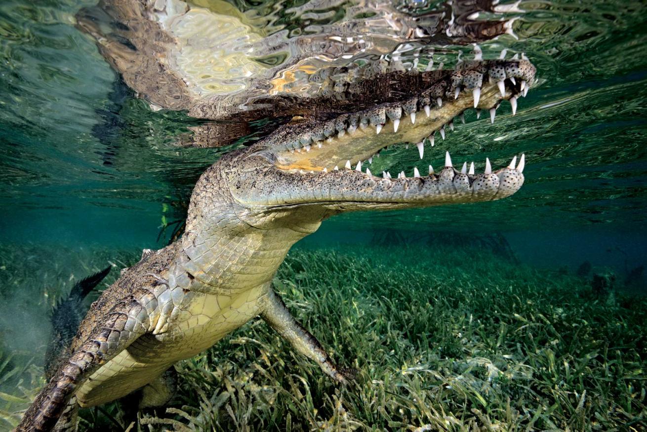 scuba diving cuba crocodile