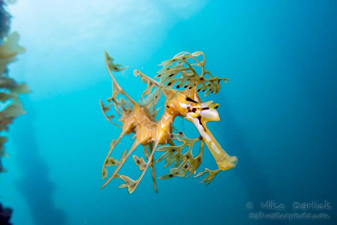 leafy seadragon