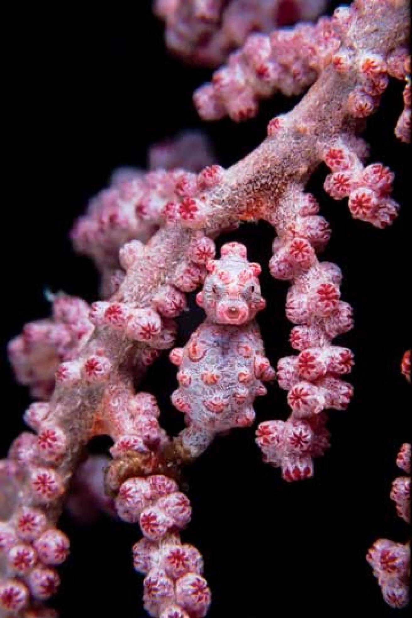 scuba diving raja ampat pygmy seahorse