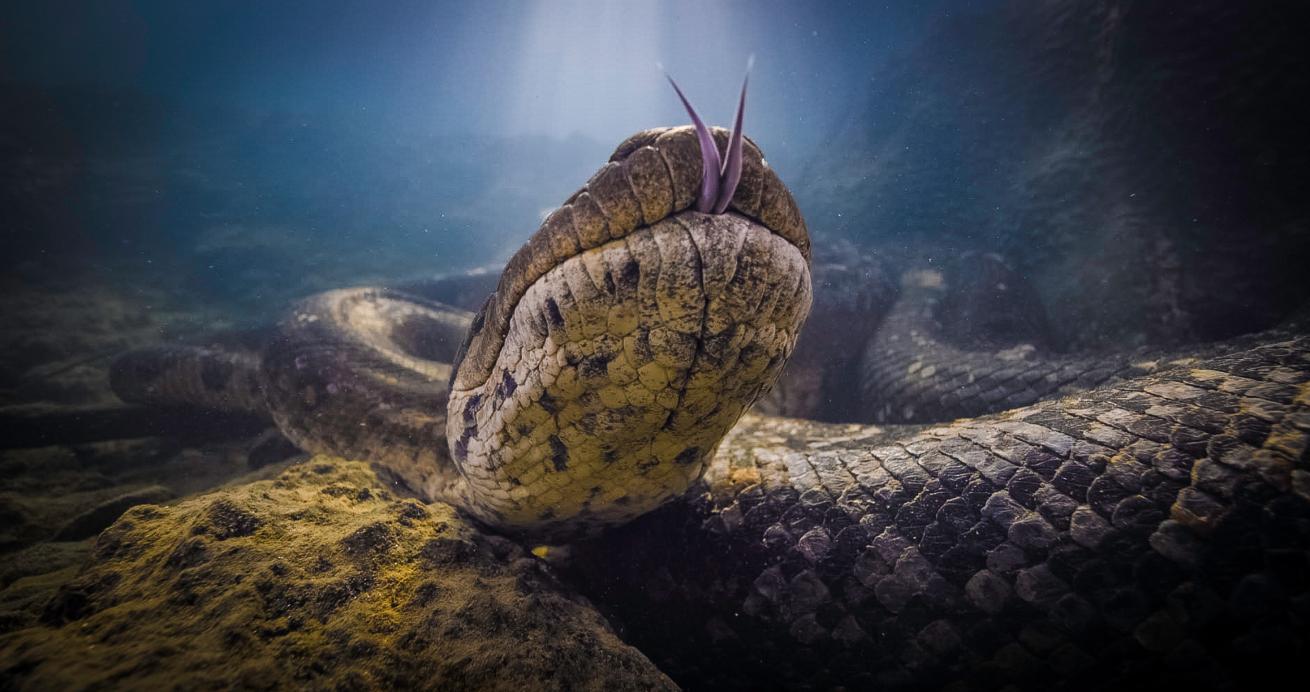 Green anaconda underwater brazil