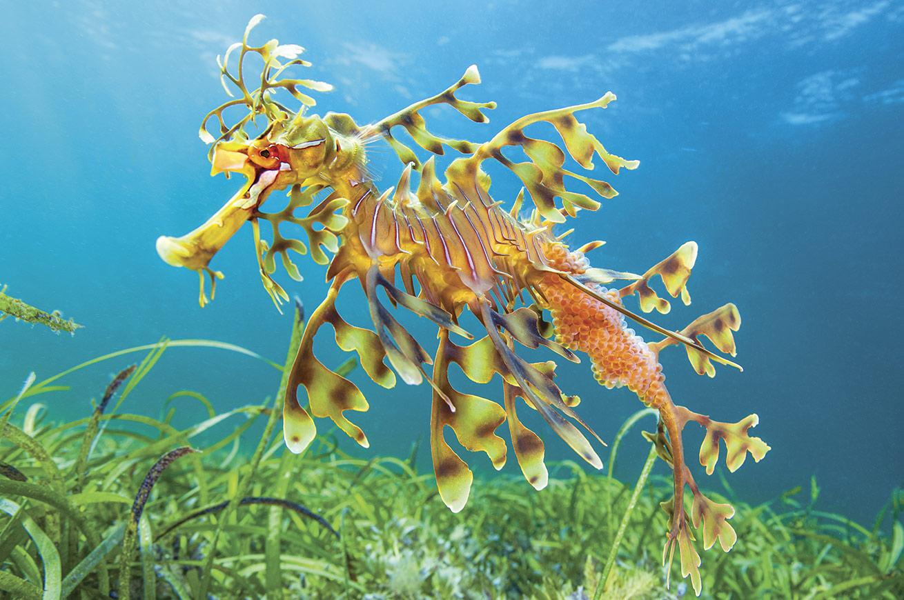 Male seadragons are responsible for carrying fertilized eggs until they hatch.