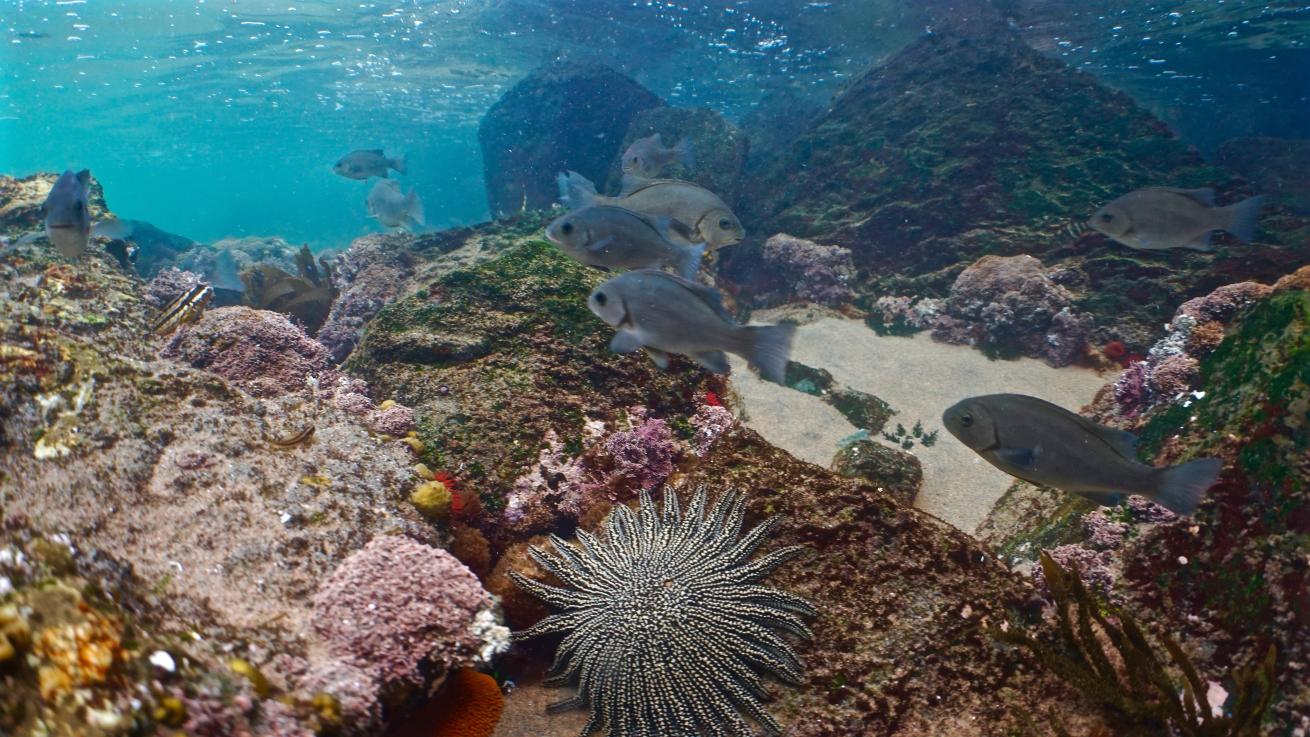 Underwater landscape in southern Peru.