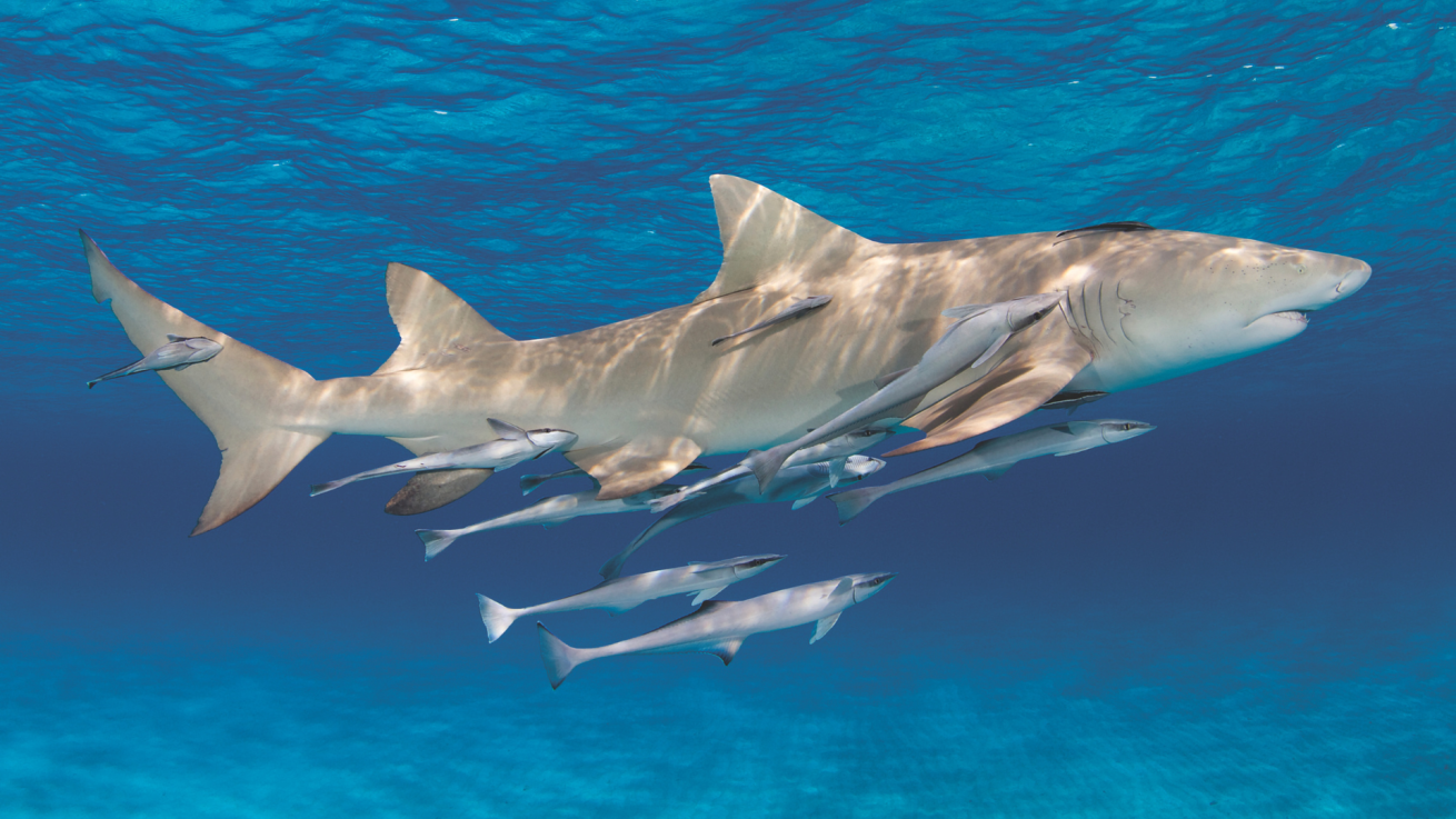 A shark swimming with a group of fish